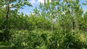 Black Walnut Managed Plantation