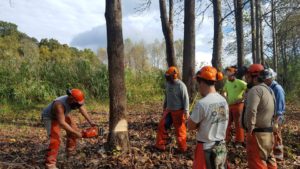 Chainsaw Safety Class