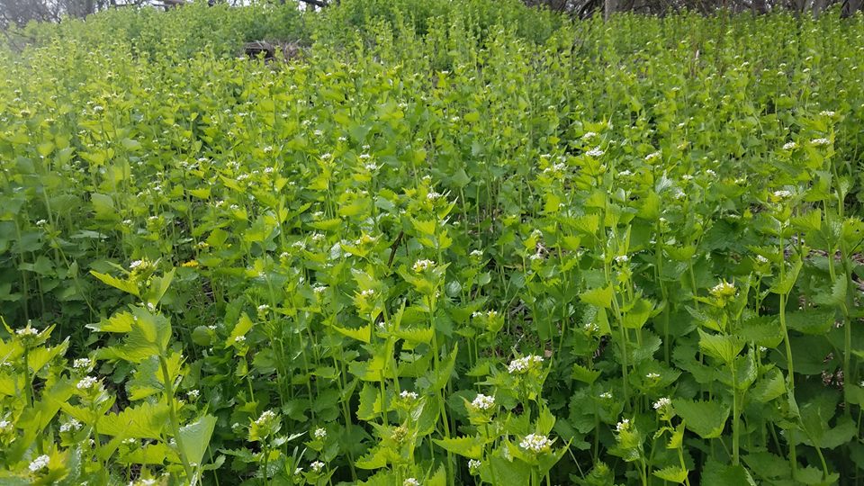 Invasive Garlic Mustard