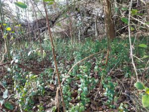 Southern Illinois Invasive Species