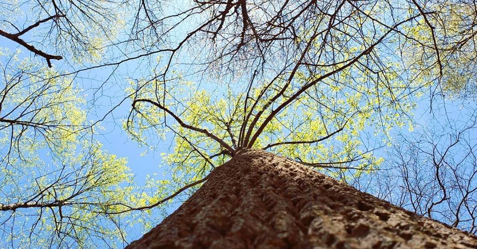 Canopy of Forest