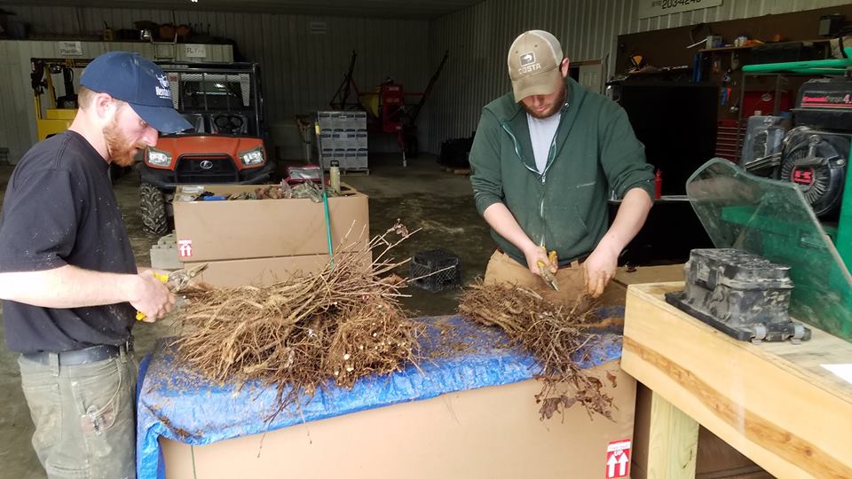 Tree Preparation