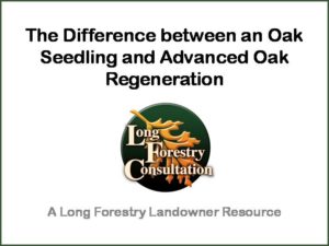 Advanced Oak Regeneration